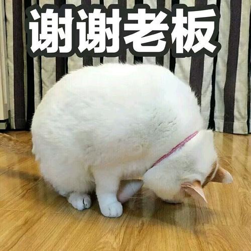 谢谢表情包可爱动态图