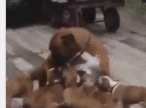 奶爸绝望93层攻略（齐心协力，突破重重难关，共同征服绝望之塔）