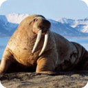  海狮模拟器手机版(The Warlus) v1.1.5安卓版