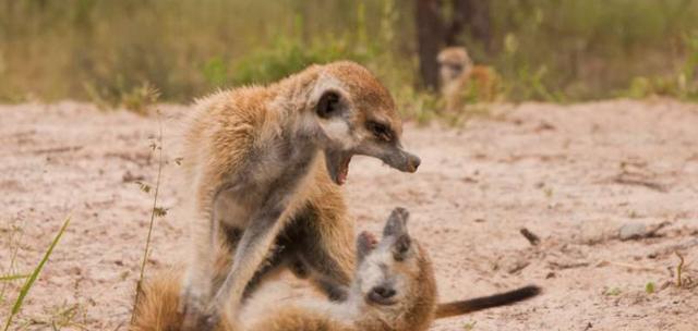 保卫领地终极版出装攻略（打造最强防线，挫败敌人进攻的秘籍）