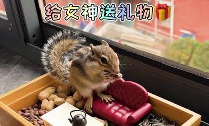 《小松鼠的逃脱攻略》（聪明机智的小松鼠如何在危险中逃脱生命的困境？）