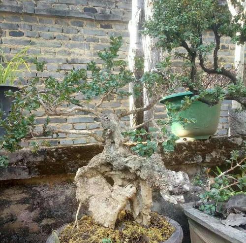 挖树桩攻略（揭秘山上挖树桩的技巧与心得，让你事半功倍）