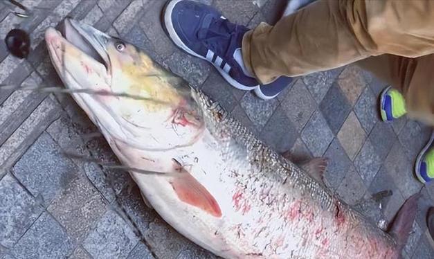 河流之主下路出装攻略大揭秘（提升胜率的关键是正确选择装备）