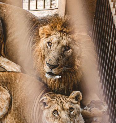 《数独密室奇想夜物语》游戏白猫戴芳菲路线全结局攻略