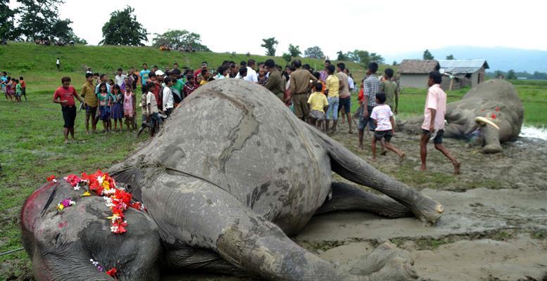 《大千世界中的死马老人》（探索游戏中的传奇人物与事件）