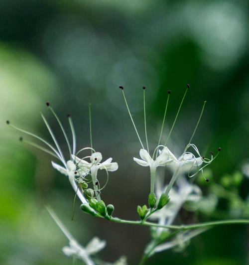 《以悠久之树第一天通塔攻略》（掌握悠久之树速通方法，轻松完成挑战！）