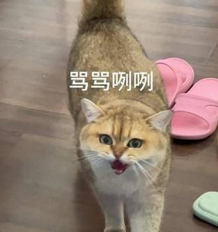 雷霆猫咪出装攻略大全（掌握雷霆猫咪出装技巧，助你无敌战场！）