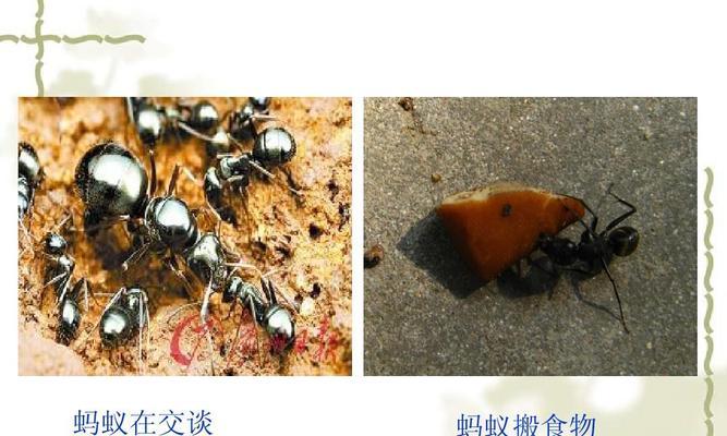 蚂蚁钻石食物游戏攻略（掌握蚂蚁钻石食物游戏，成为无敌玩家的攻略。）