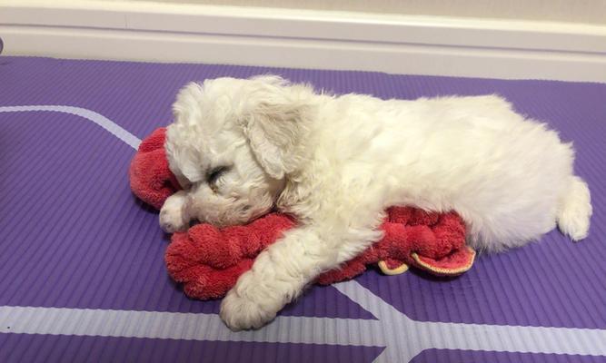 《奶块引导任务》如何过（详解新手引导任务的攻略和技巧）