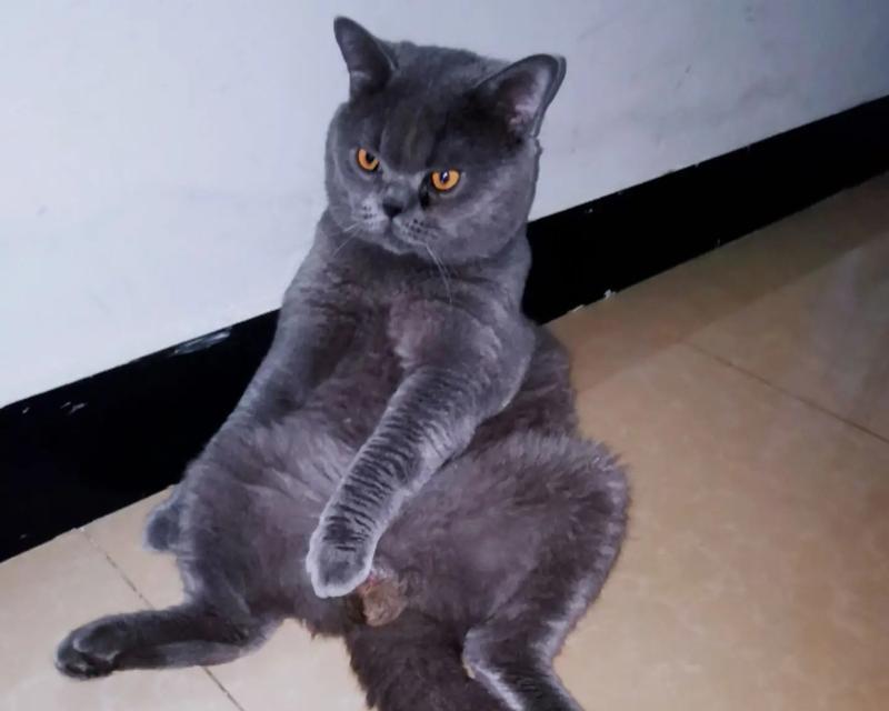 蓝猫出装教学攻略（精准输出，带领团队取胜）