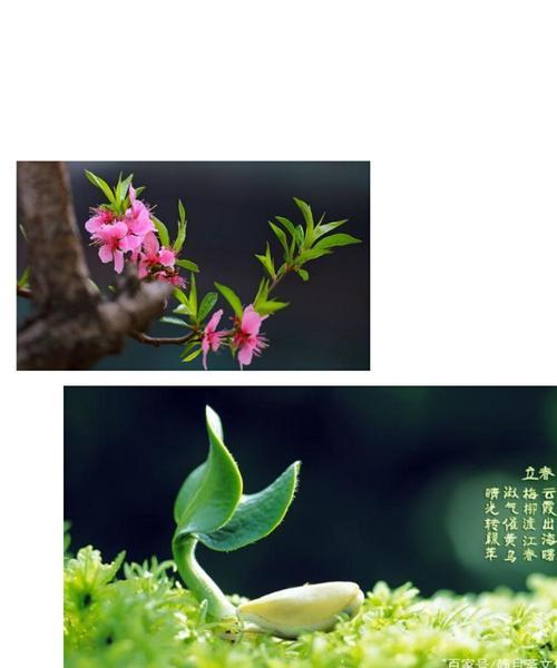 白银2技能提升攻略——打造最强战士（掌握技能升级技巧，让你在白银2中脱颖而出！）