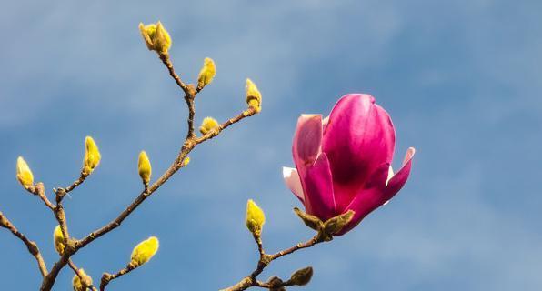 全面解析乖离性多莫维依攻略（从入门到精通，轻松掌握关键要点）