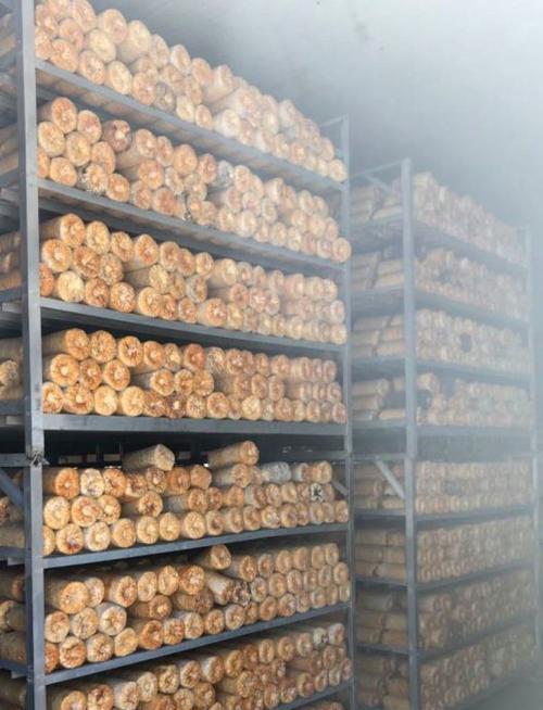 滑子菇栽培攻略（掌握滑子菇的种植技巧，享受丰收的喜悦）