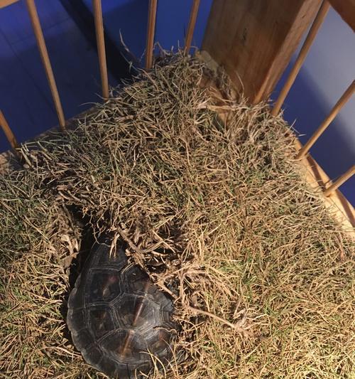 乌龟320分攻略（揭秘乌龟320分的学习方法和技巧，助你成功应对考试）