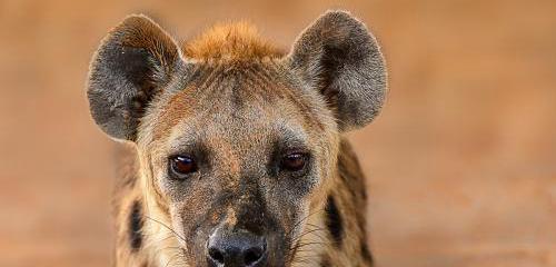 《丛林法则》中如何玩好鬣狗生存？（丛林法则鬣狗加点攻略，一步步引领您成功生存！）