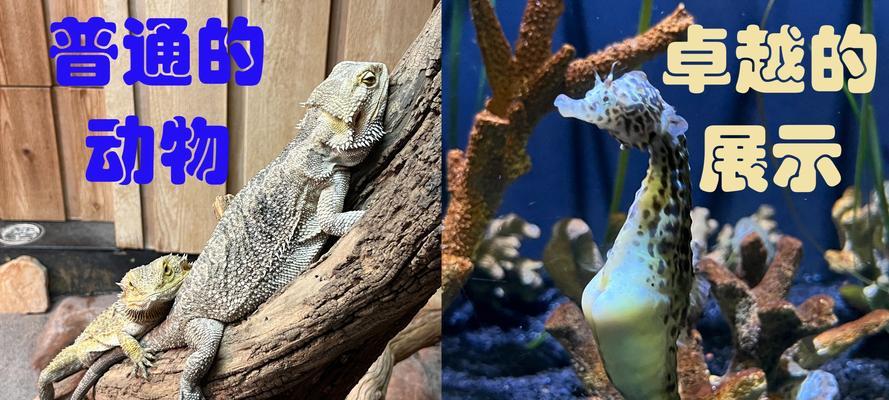 《探索多伦多动物园手游攻略，带你开启奇妙冒险》（畅游多伦多动物园，发现无限乐趣）