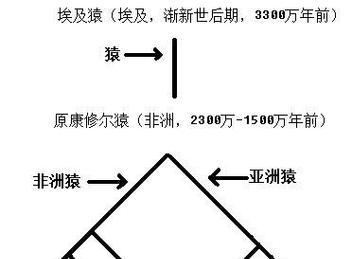 探索猿人进化史的游戏攻略（穿越时空，发现猿人文明的奥秘）