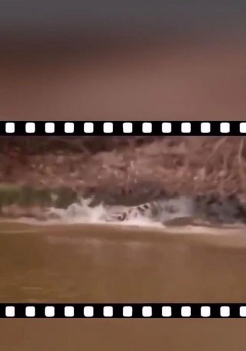 猎豹捕食鳄鱼攻略（野性之战，猎豹如何克服鳄鱼的重重困难？）