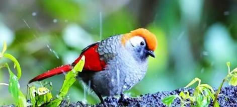 以爱鸟类救援攻略（保护野生鸟类，我们的责任）