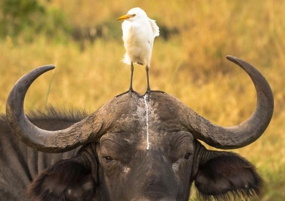 Dinkum动物捕捉方法（学习如何用游戏中的技巧来抓住各种动物）