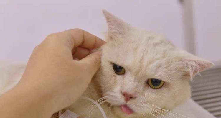 动物餐厅熊孩子攻略（孩子来了怎么办？！以游戏为主，让你轻松照顾熊孩子的小贴士！）