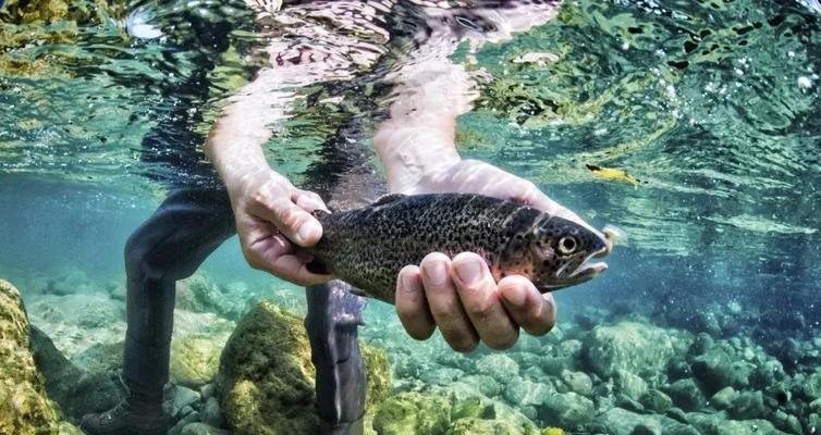 真人街机捕鱼攻略（成为捕鱼高手的必备指南）