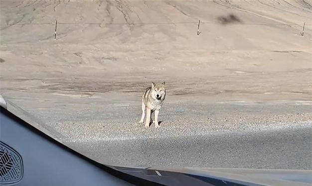 《丛林法则狼群攻击技巧攻略》（玩转狼群攻击，让你成为攻无不克的狼王！）