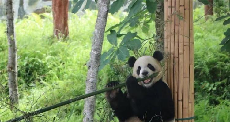 黄金满地拼图攻略（通过技巧和策略轻松闯关，掌握关键诀窍）