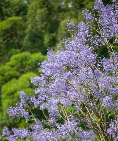 曼妙赏花之旅（以曼妙赏花s攻略为指南，带您领略自然的魅力）