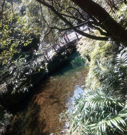 《探秘以森林0.59》（一场奇幻冒险的开始）