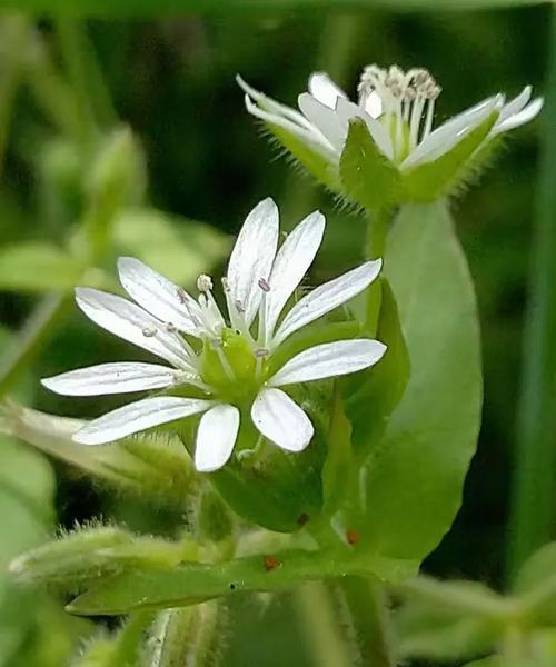 解锁卵之钥攻略