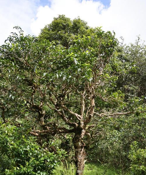 《以边境之旅为背景的新荷套》（属性介绍攻略，让你畅游游戏世界）