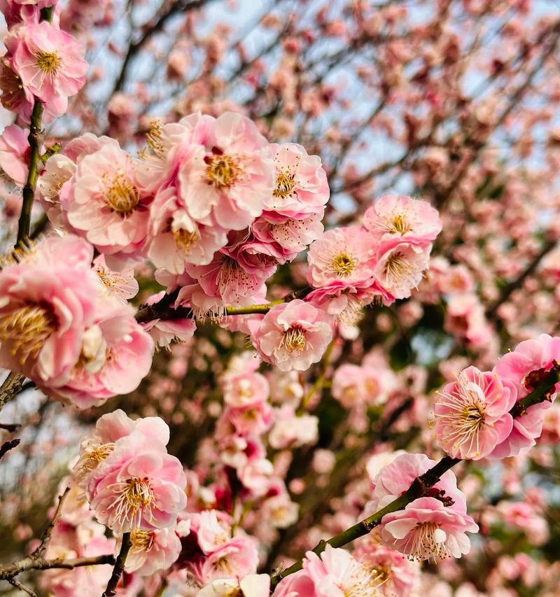 绾思结熠司决攻略——突破难关的必备指南（解锁绾思结熠司决的高级策略，轻松完成所有挑战）