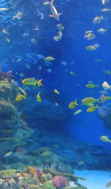 海王海兽出装最新攻略（掌握关键装备，释放强力技能，打造无敌海军）