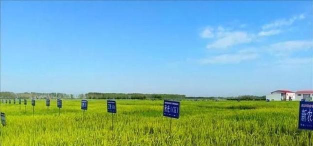 《原神》田亩种植全攻略（一览各种植物及其用途，助您收获丰盛）