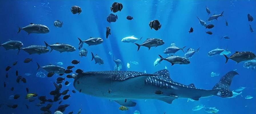 恐怖游戏达摩出装攻略手游（玩转恐怖游戏达摩出装，成为恐怖世界的掌控者）