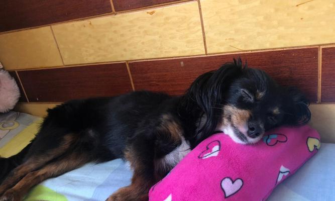 《萌妃小明出装顺序攻略》（掌握关键出装顺序，打造无敌小明！）