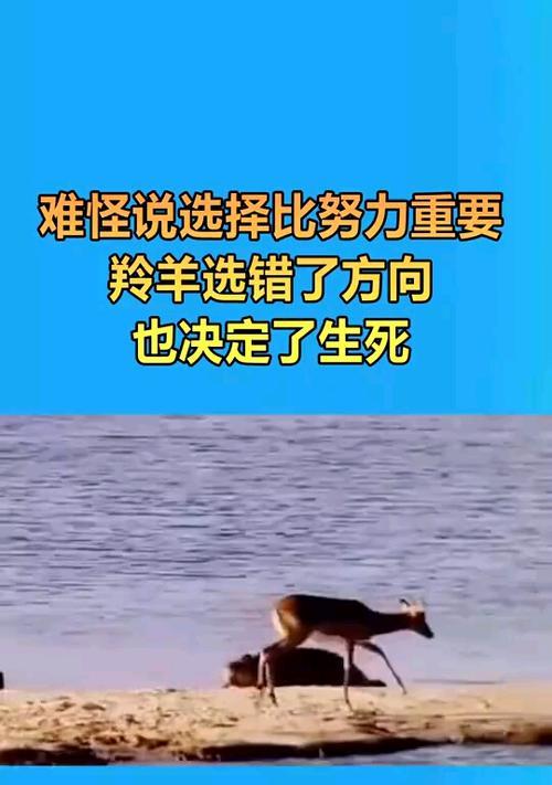 探险小游戏攻略（在这个惊险刺激的小游戏中，你能否做出正确的选择？）