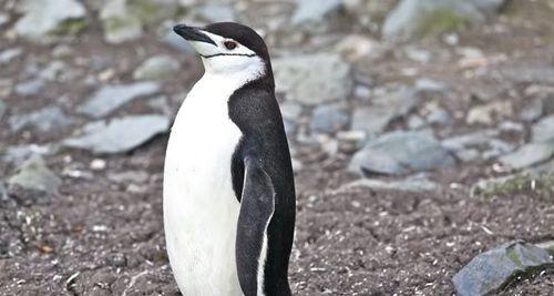 《3366打豆豆攻略大揭秘》（玩转打豆豆，轻松过关！）