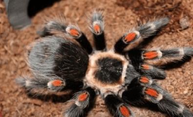 《养宠物蜘蛛攻略游戏全指南》（掌握关键技巧，培养最强蜘蛛战队）