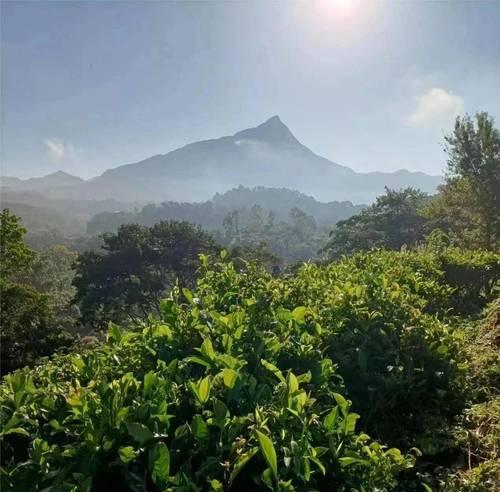 绿色房子寻宝攻略（如何通过线索找到绿色房子中的珍宝？）