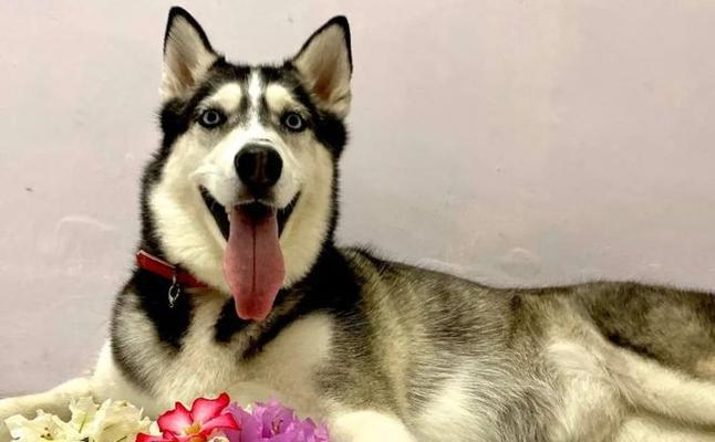 黑化狗子出装最新攻略（赢得比赛的关键在于合理搭配装备）