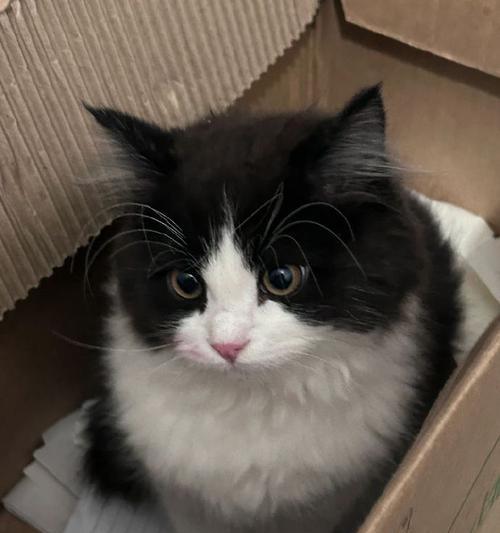 揭秘猫咪无限天赋出装攻略贴吧的奥秘（挖掘贴吧中的猫咪天赋装备搭配技巧）