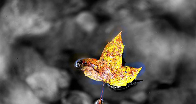 一叶知秋的故事（游戏之中的传说、一名普通玩家的逆袭、游戏改变人生）