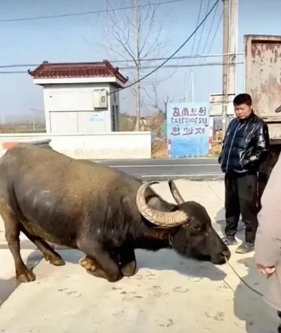 屠夫灵性出装攻略-解锁屠夫真正的力量（一探屠夫的灵性之路，揭秘最适合屠夫的出装方案）