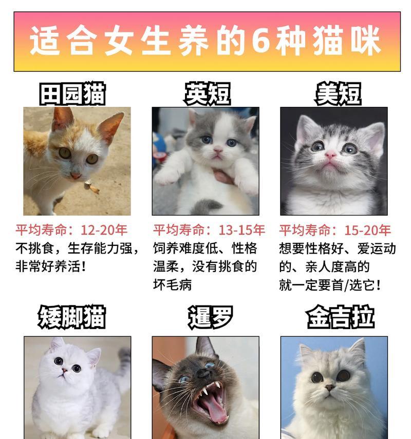 橙光武林萌主攻略（一步步成为武林萌主的秘籍，让你在橙光武林游戏中如虎添翼！）