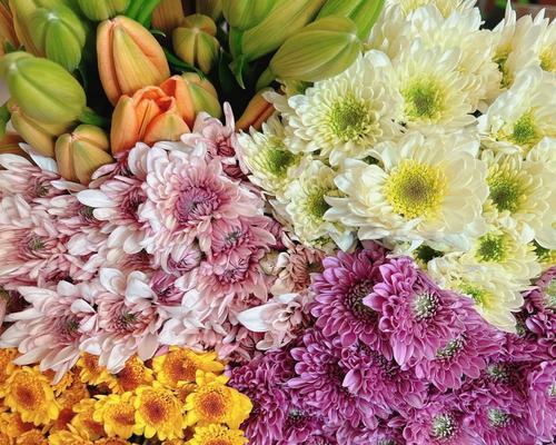 小菊另类出装攻略（探索小菊另类造型的无限可能）