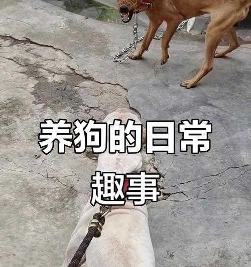 养狗宝宝的日常游戏攻略（打造快乐互动的狗狗生活）