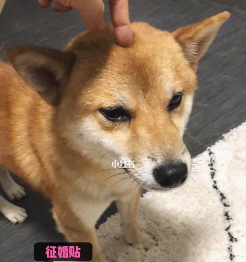 探索动物女友的世界（发掘你与动物女友的甜蜜冒险，助你成为顶级情感玩家！）