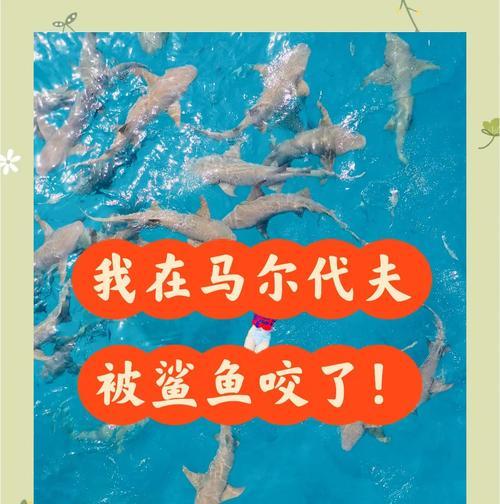 鲨鱼咬咬咬游戏攻略（学习如何在鲨鱼咬咬咬游戏中提升技巧，吞噬一切！）